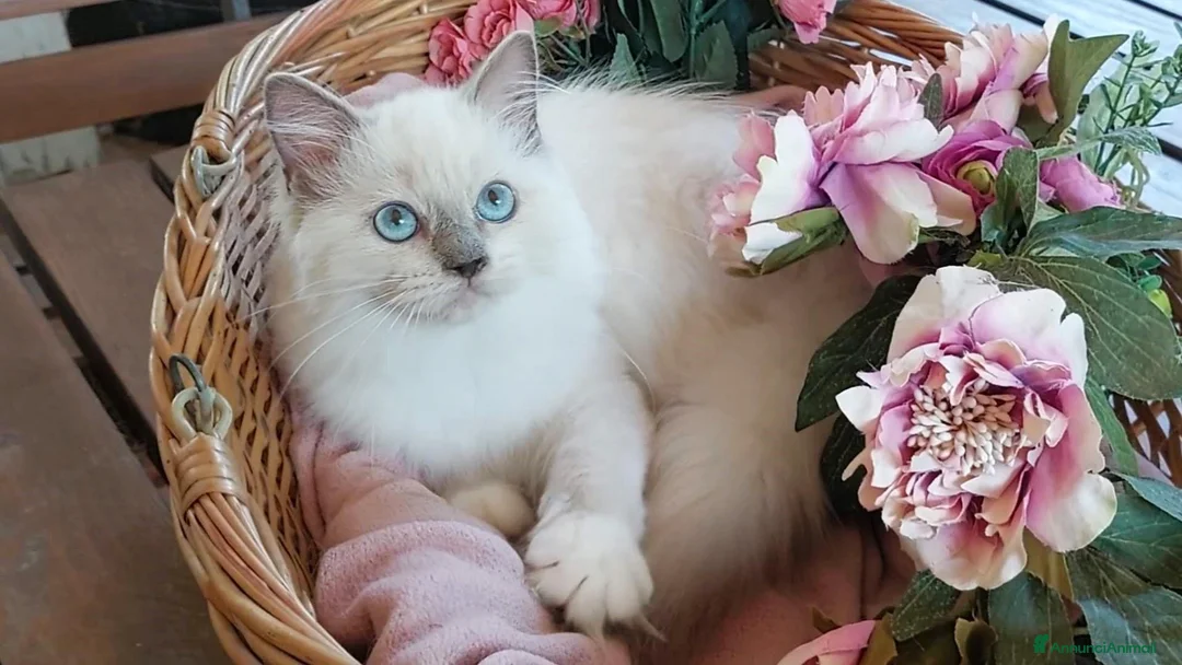 Ragdoll gatti in vendita: Ultimi gattini RAGDOLL con pedigree - Annuncio 5