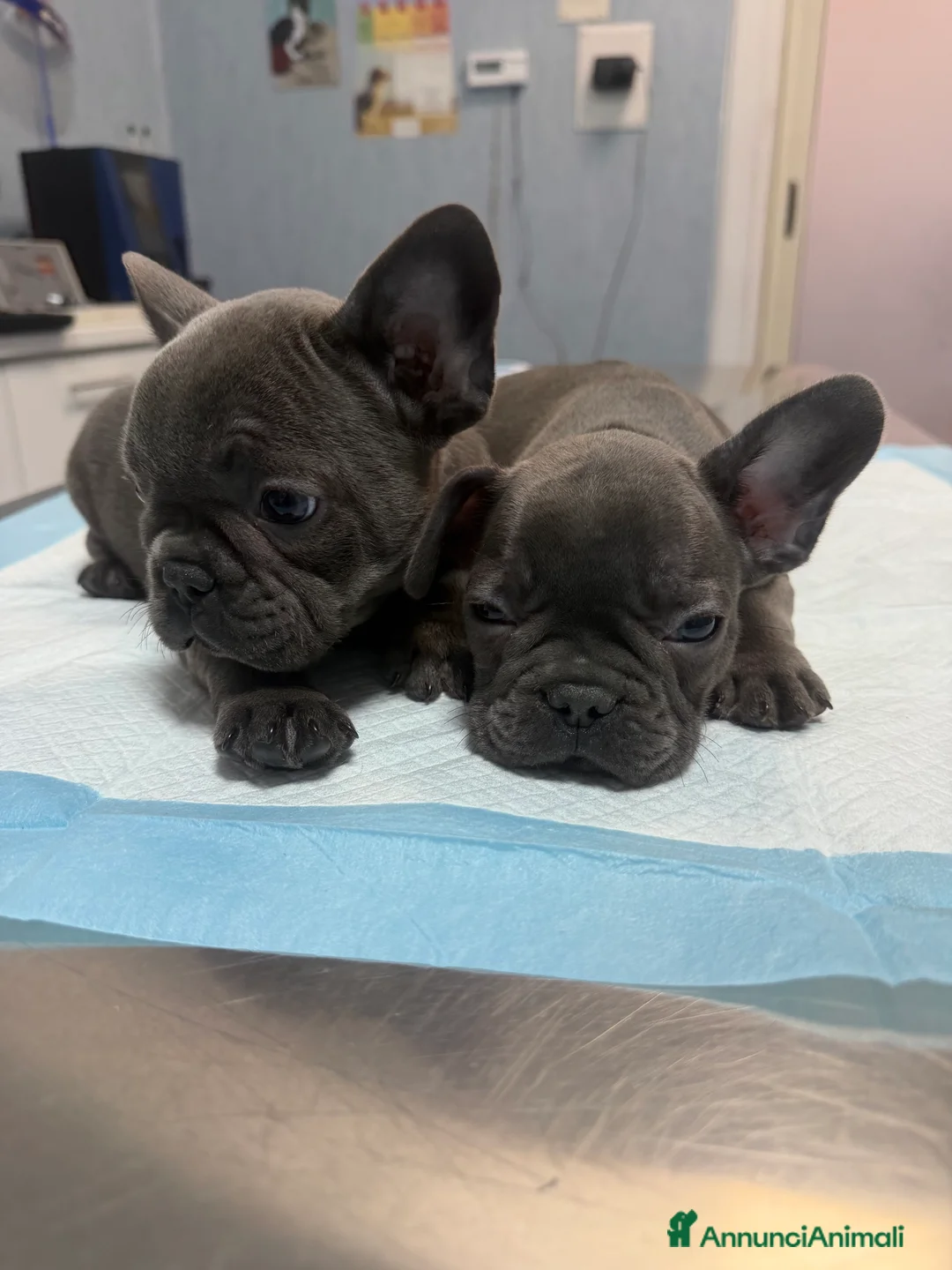 Bulldog Francese cani in vendita: Buldogue francesi - Annuncio 4