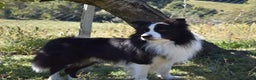 Border Collie cani in vendita: Border Collie Pedigree – Madre Campionessa - Annuncio 4