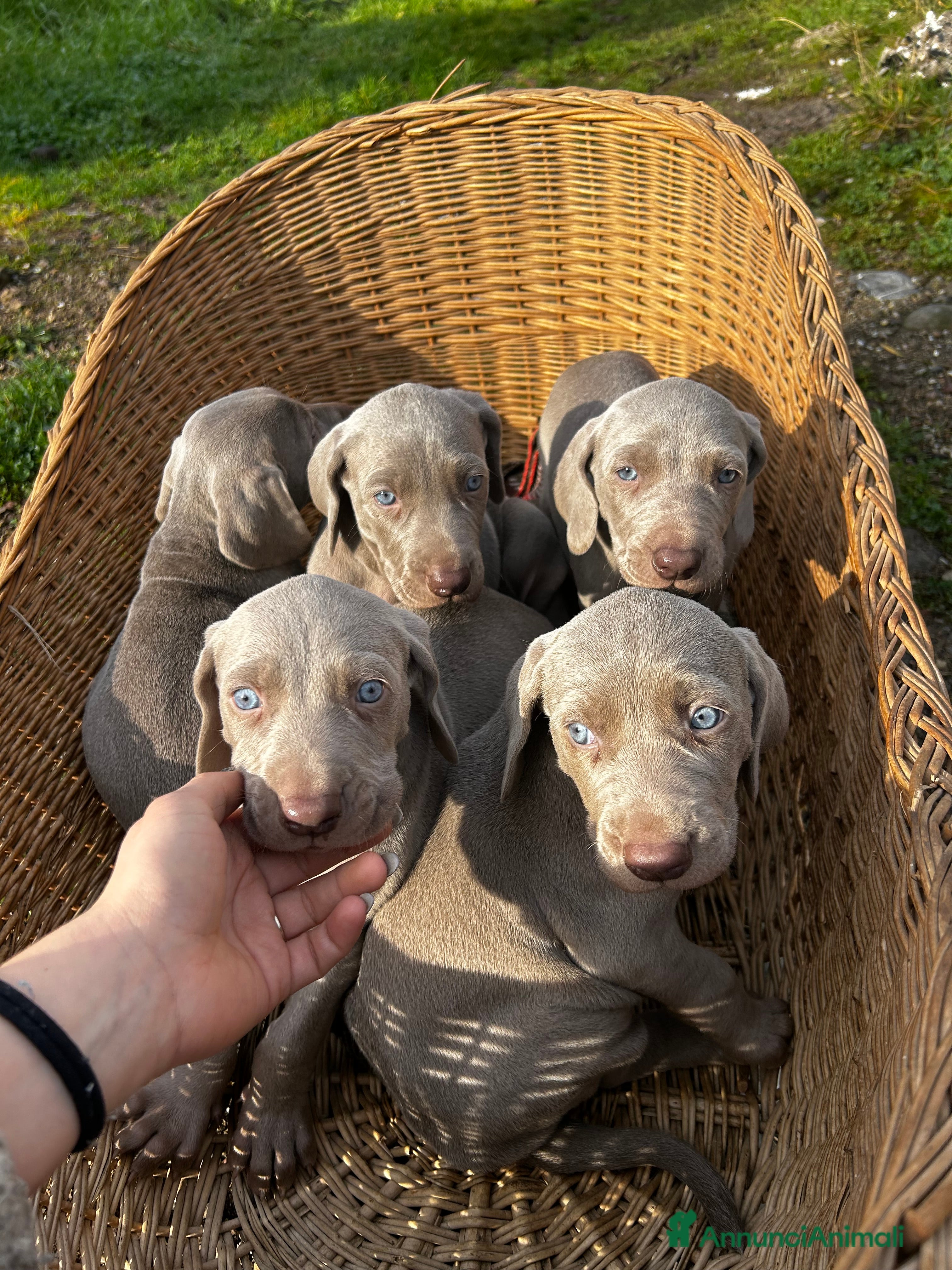 Weimaraner cani Cuccioli di Weimaraner - Annuncio 2
