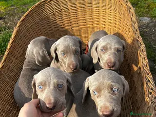 Weimaraner cani Cuccioli di Weimaraner - Annuncio 4