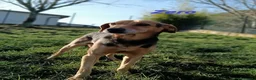 Meticcio cani in regalo: ZERO cerca le coccole tg contenuta a Città Metropolitana di Torino - Annuncio 4