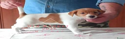 Jack Russell cani in vendita: Cucciolata Jack Russelle Terrier con Pedigree - Annuncio 3