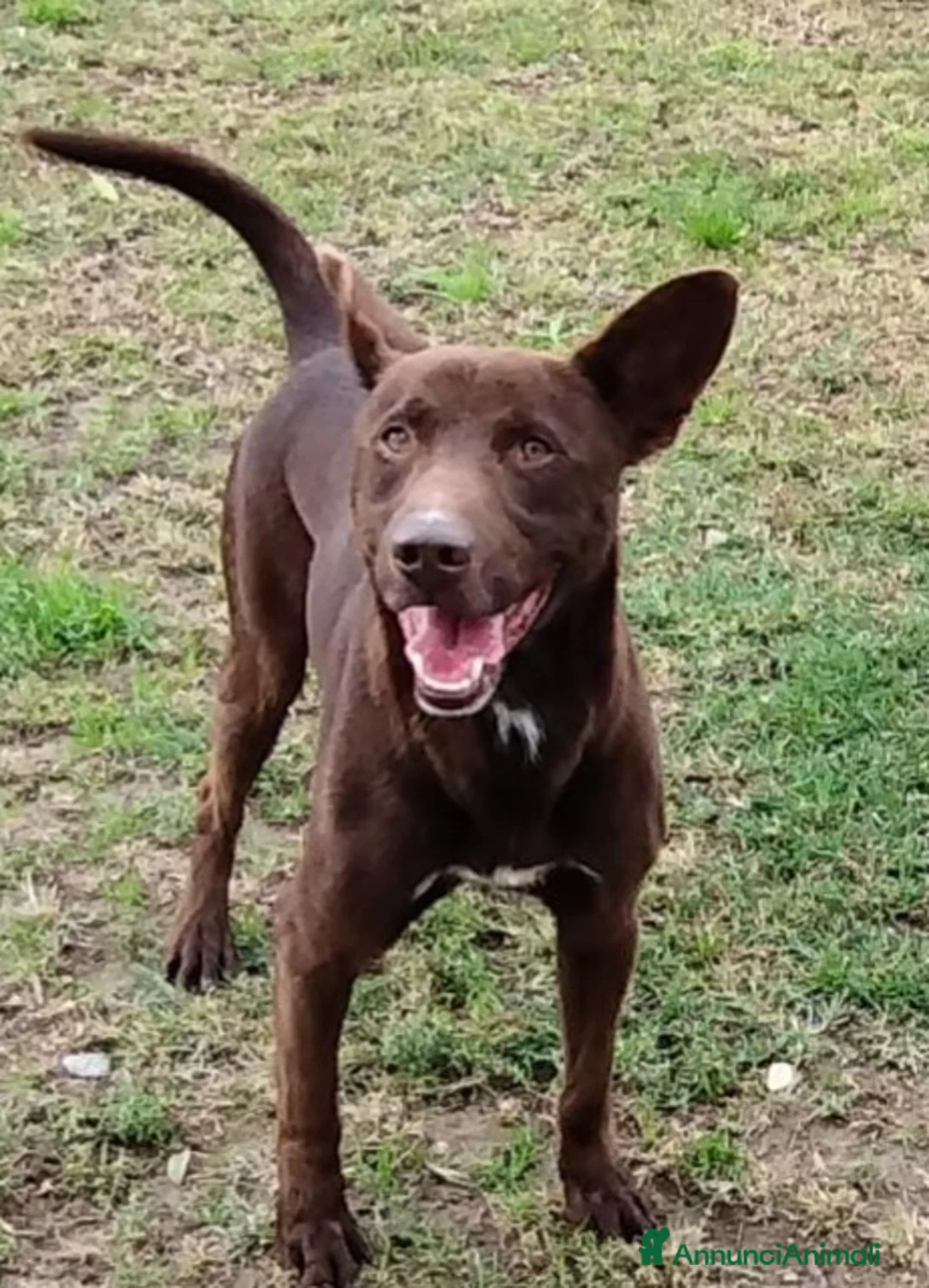 Meticcio cani in regalo: Aron cerca casa - Annuncio 7