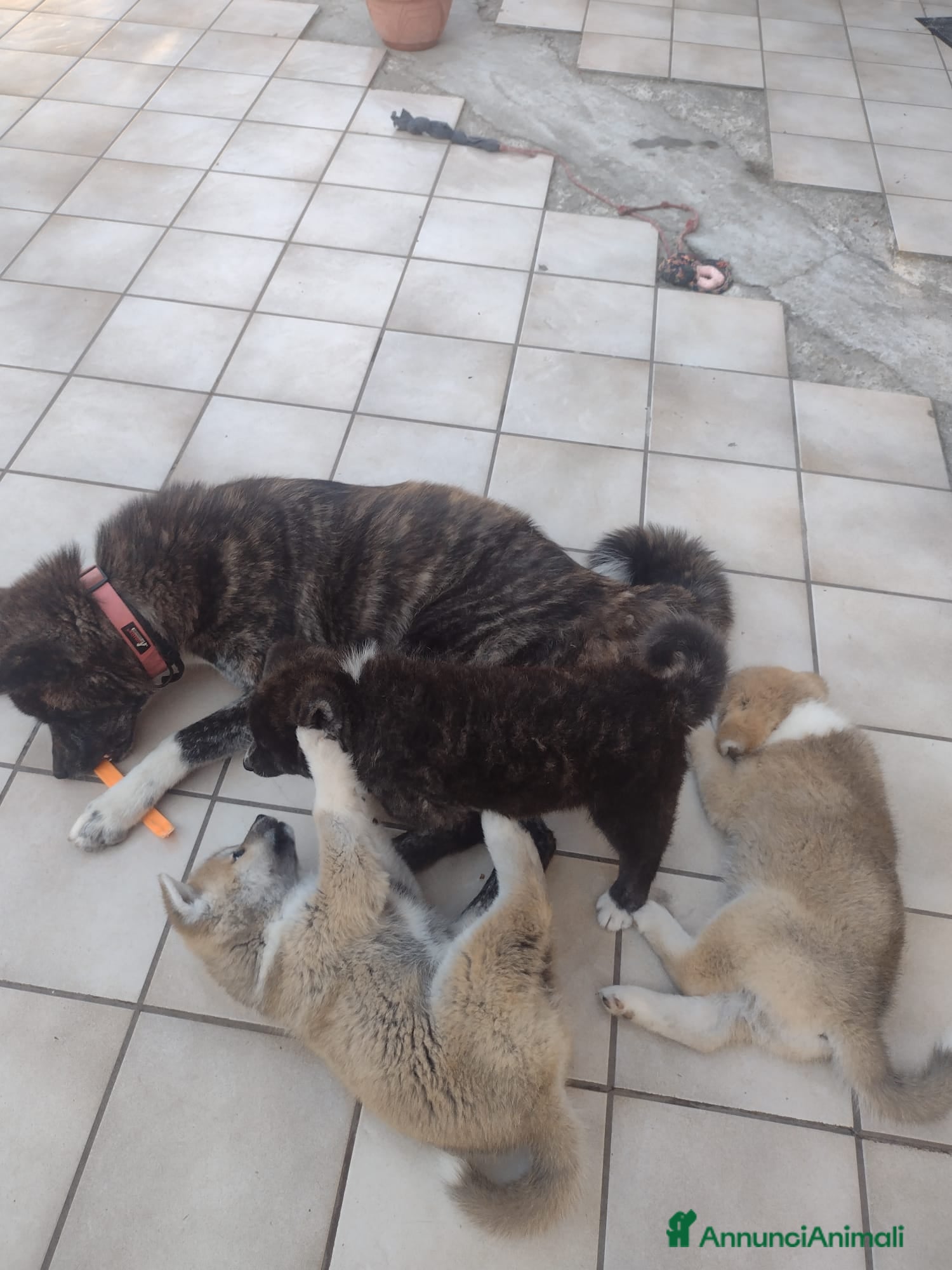 Akita Inu cani in vendita: Cuccioli di Akita giapponese  - Annuncio 2