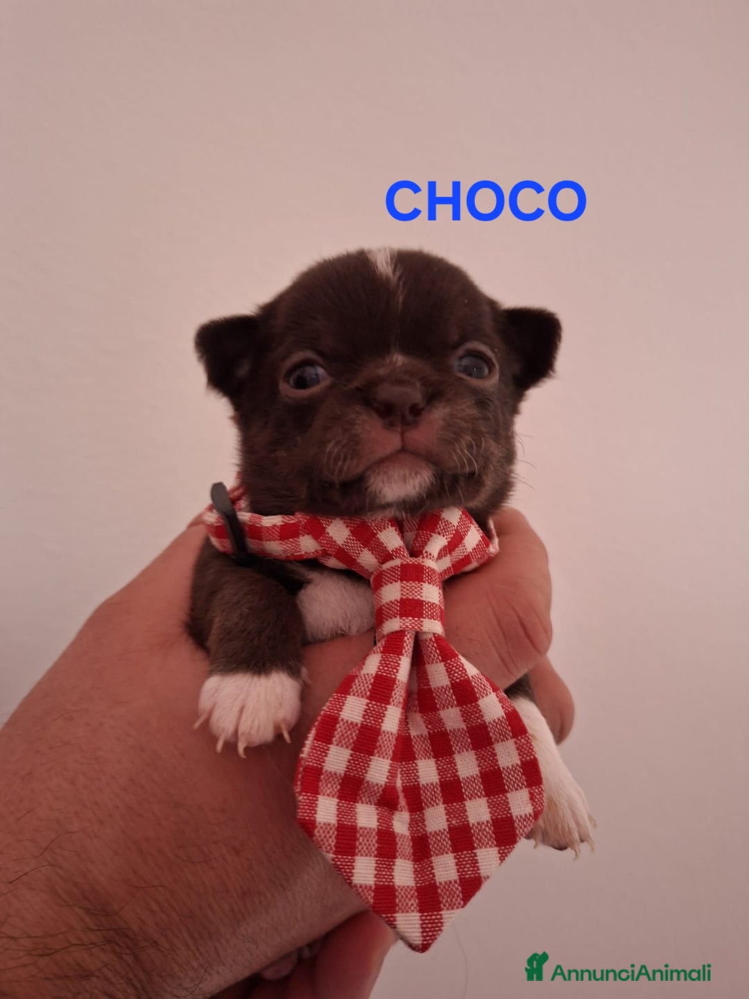 Chihuahua cani in vendita: Chihuahua  - Annuncio 1