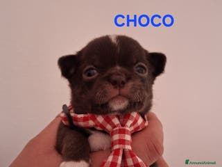 Chihuahua cani Chihuahua - Annuncio 22