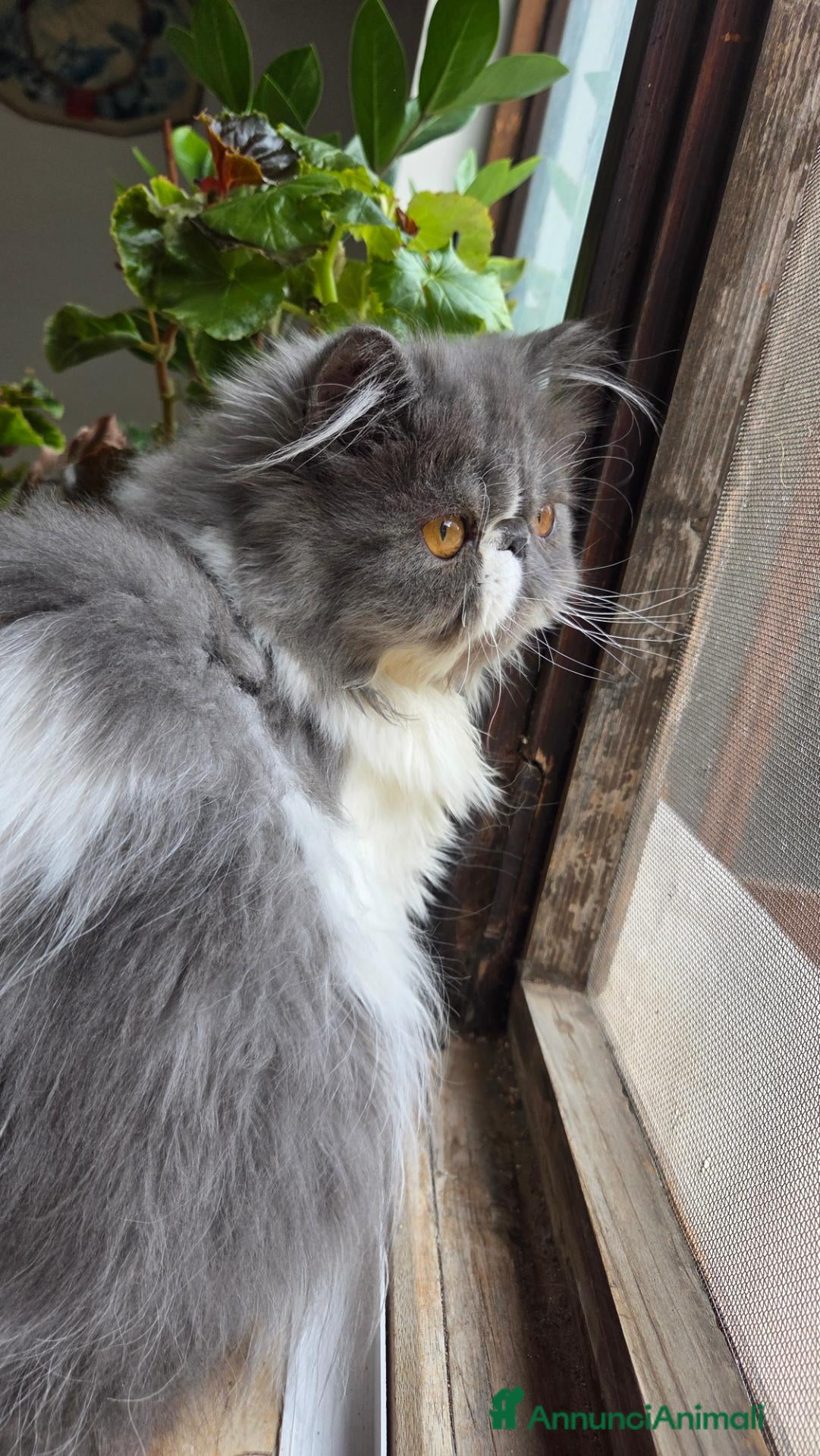 Persiano gatti Cucciola persiana ipertipica femminuccia - Annuncio 9