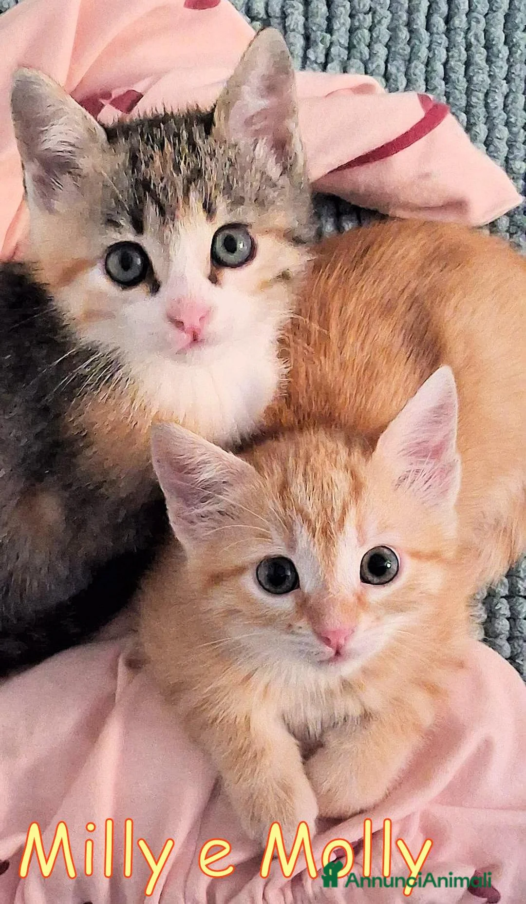 Europeo gatti in regalo: MILLY E MOLLY a Città metropolitana di Milano - Annuncio 1