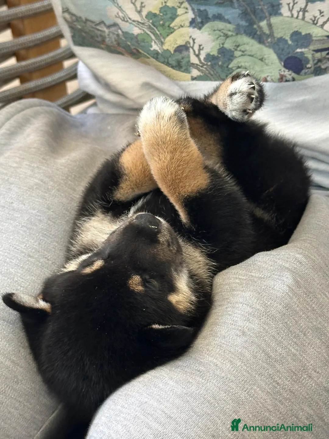 Shiba Inu cani in vendita: SPLENDIDI CUCCIOLI DI SHIBA INU - Annuncio 2