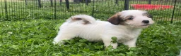Jack Russell cani in vendita: Cucciolata jack Russell pelo ruvido pedigree - Annuncio 6