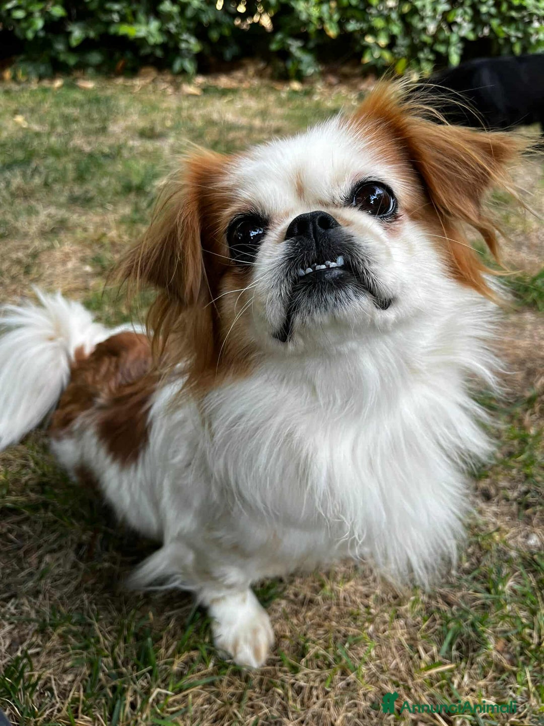 Pechinese cani in regalo: BRAD e ANGELINA, piccoli PECHINESI cercano casa! - Annuncio 11