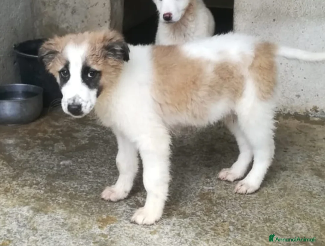 Meticcio cani in regalo: UNA MAMMA PER BISCOTTO  - Annuncio 6