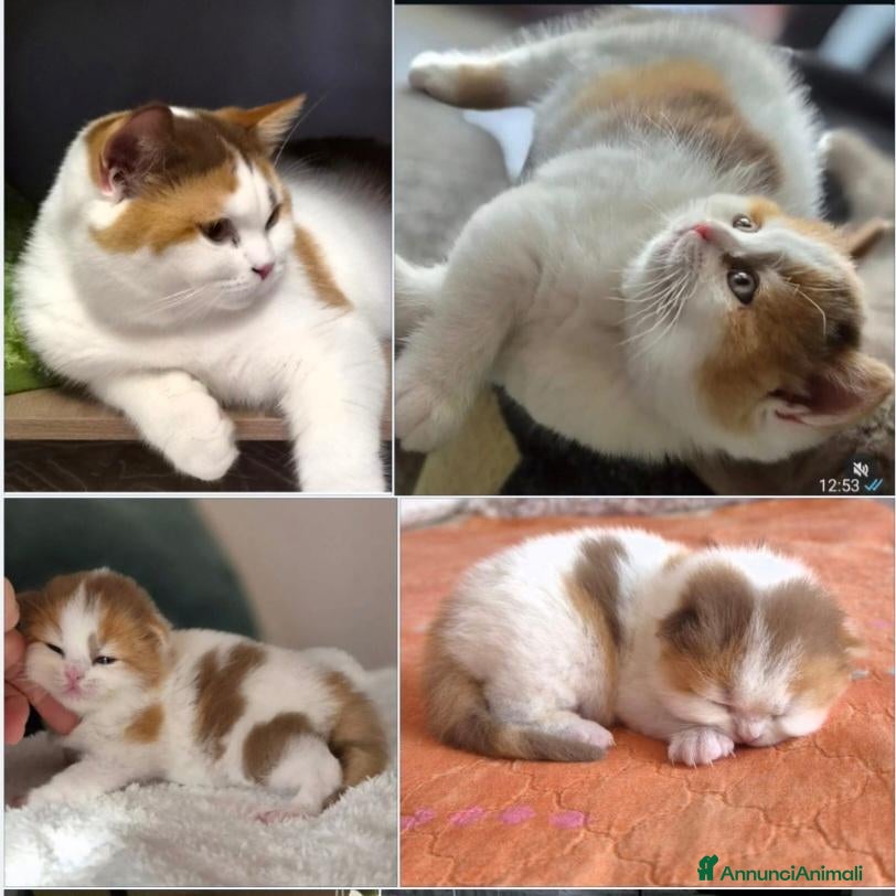 British gatti British shorthair  - Annuncio 1