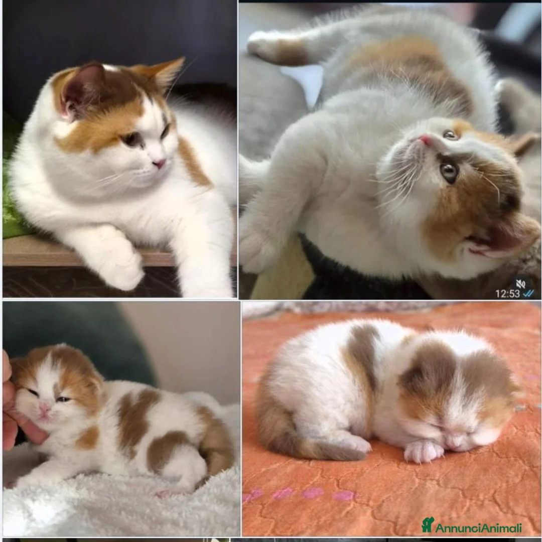 British gatti in vendita: British shorthair  - Annuncio 1