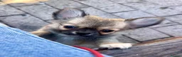 Chihuahua cani in vendita: cucciolo dichiahuahua wolf sable e mascherina nera - Annuncio 2
