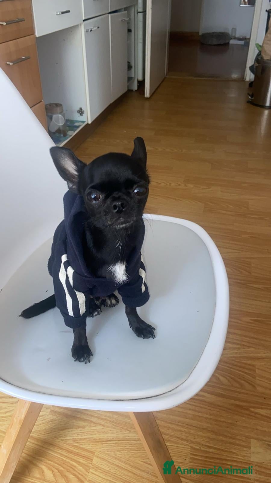 Chihuahua cani Chihuahua messicano Toys per accoppiamento  - Annuncio 1