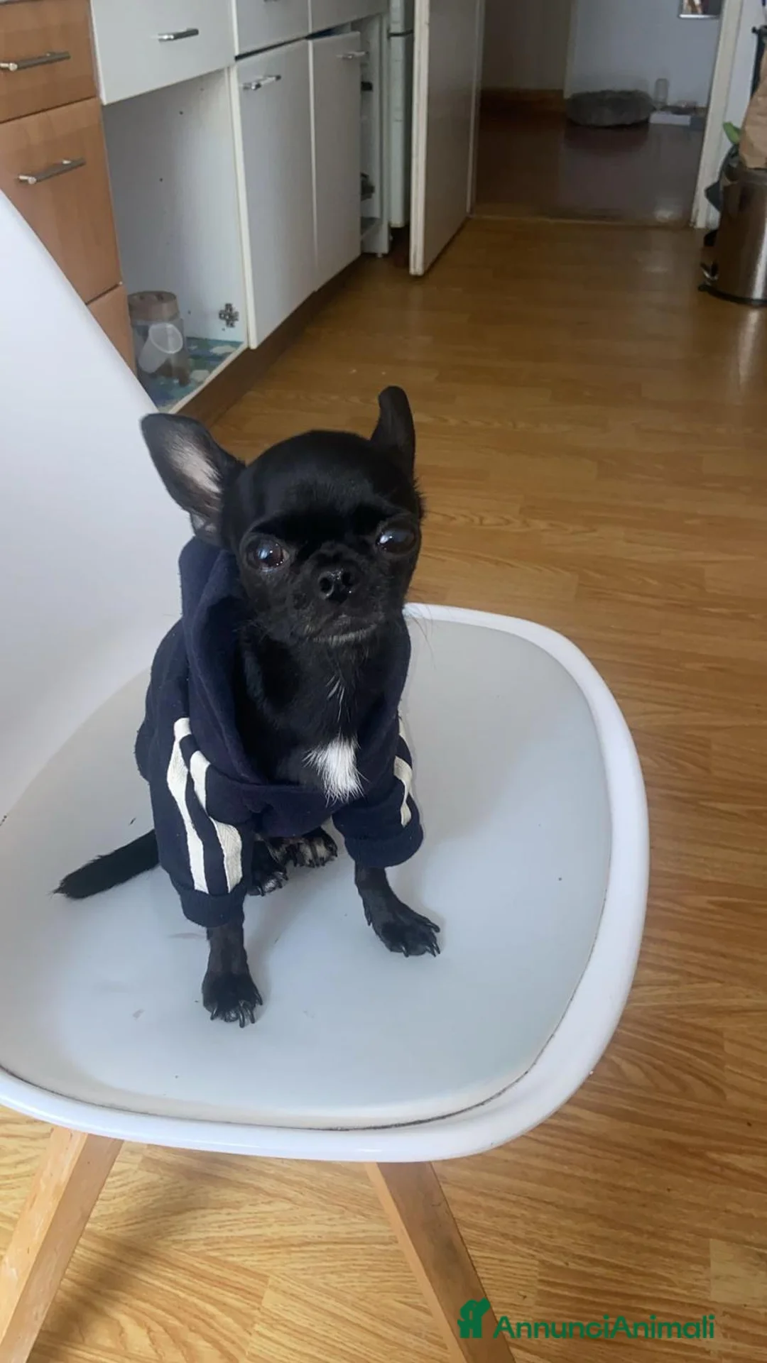 Chihuahua cani per accoppiamento: Chihuahua messicano Toys per accoppiamento  - Annuncio 1