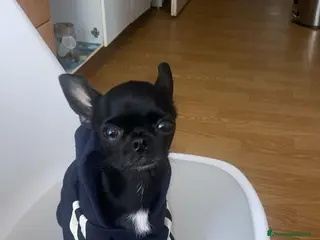 Chihuahua cani Chihuahua messicano Toys per accoppiamento - Annuncio 1