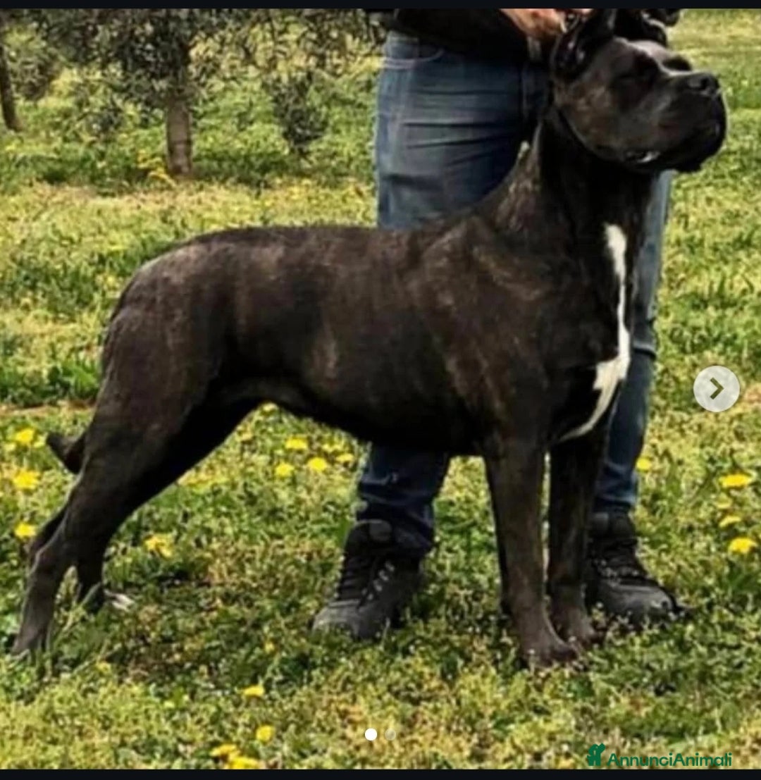Cane Corso cani in vendita: Cuccioli cane corso - Annuncio 15