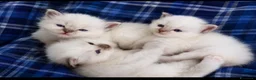 Sacro di Birmania gatti in vendita: Gattini Sacro di Birmania  a Città Metropolitana di Bari - Annuncio 9