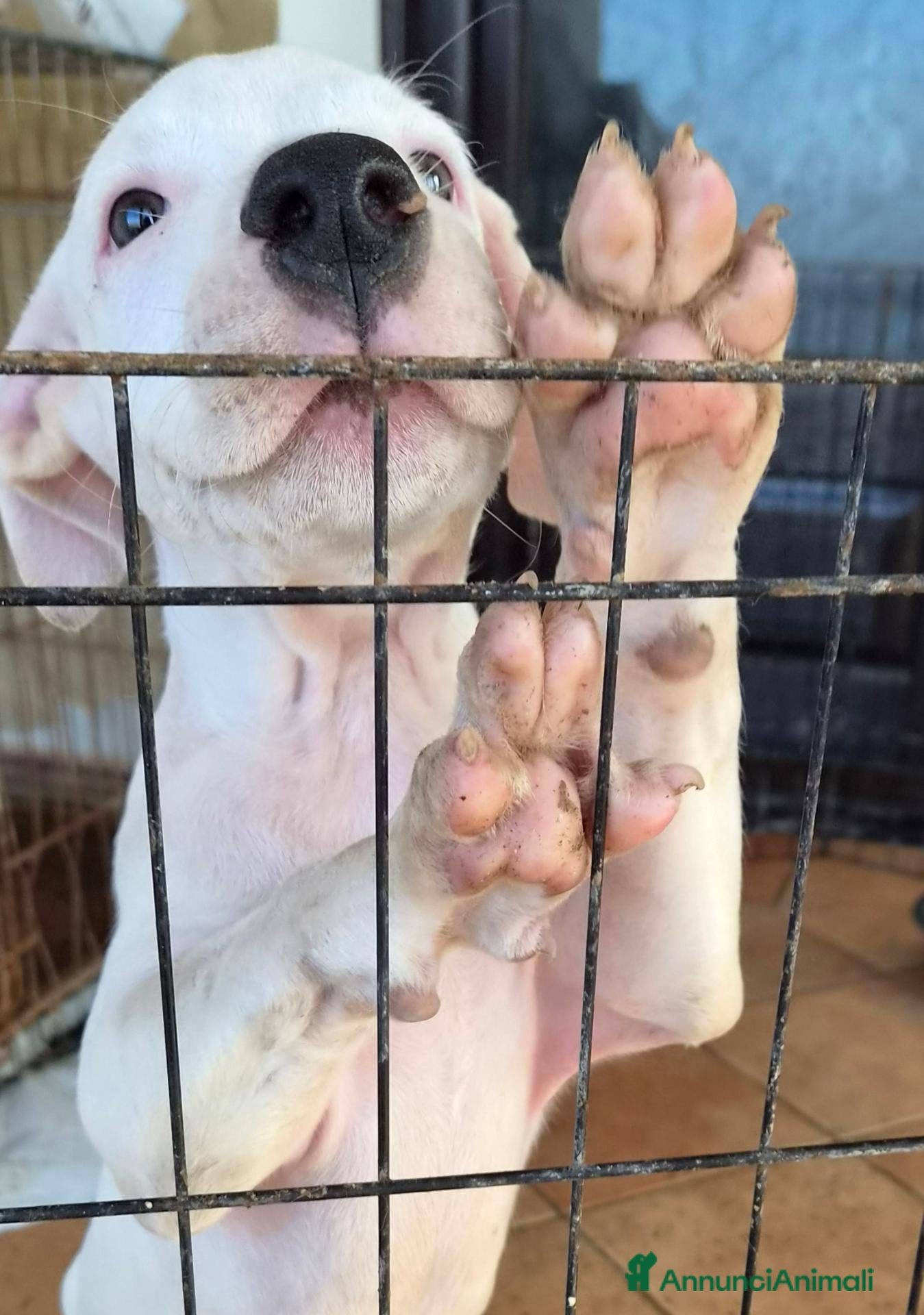 Meticcio cani CUCCIOLO SIMIL DOGO/PITBULL - Annuncio 41