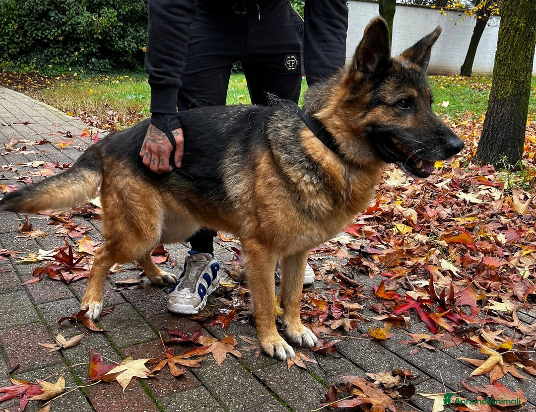 Pastore Tedesco cani in regalo: FEDERICA PASTORE TEDESCO - Annuncio 3