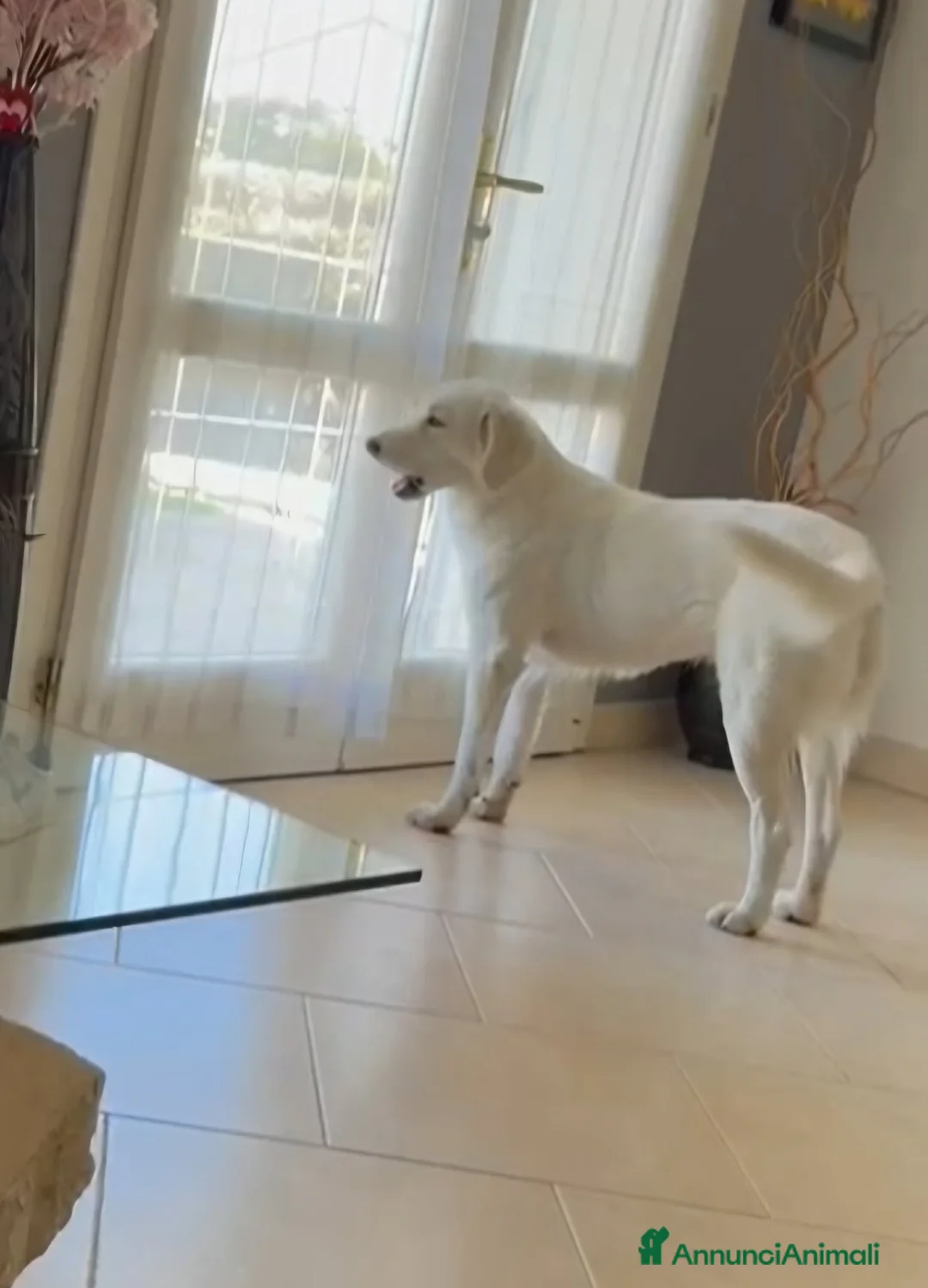 Meticcio cani in regalo: Stupenda Ariel mix golden in adozione  - Annuncio 5