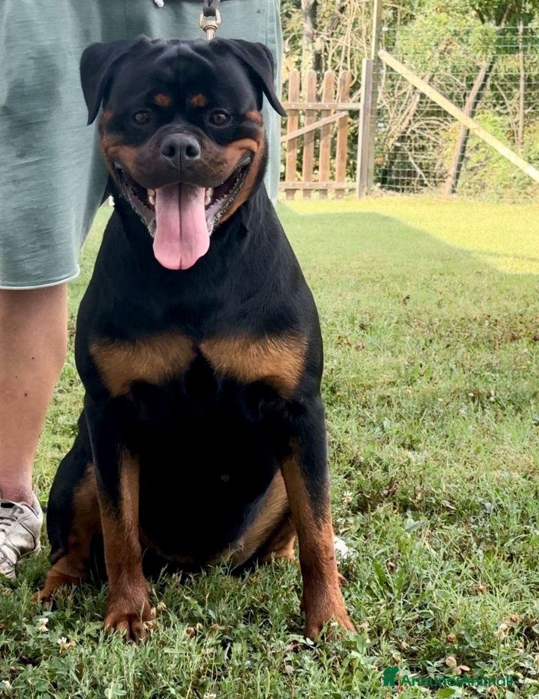 Rottweiler cani Cucciola di rottweiler - Annuncio 1