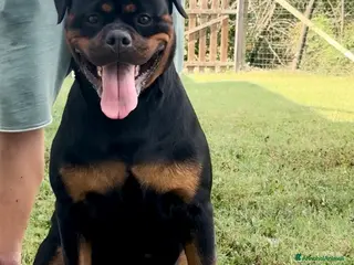 Rottweiler cani Cucciola di rottweiler - Annuncio 1