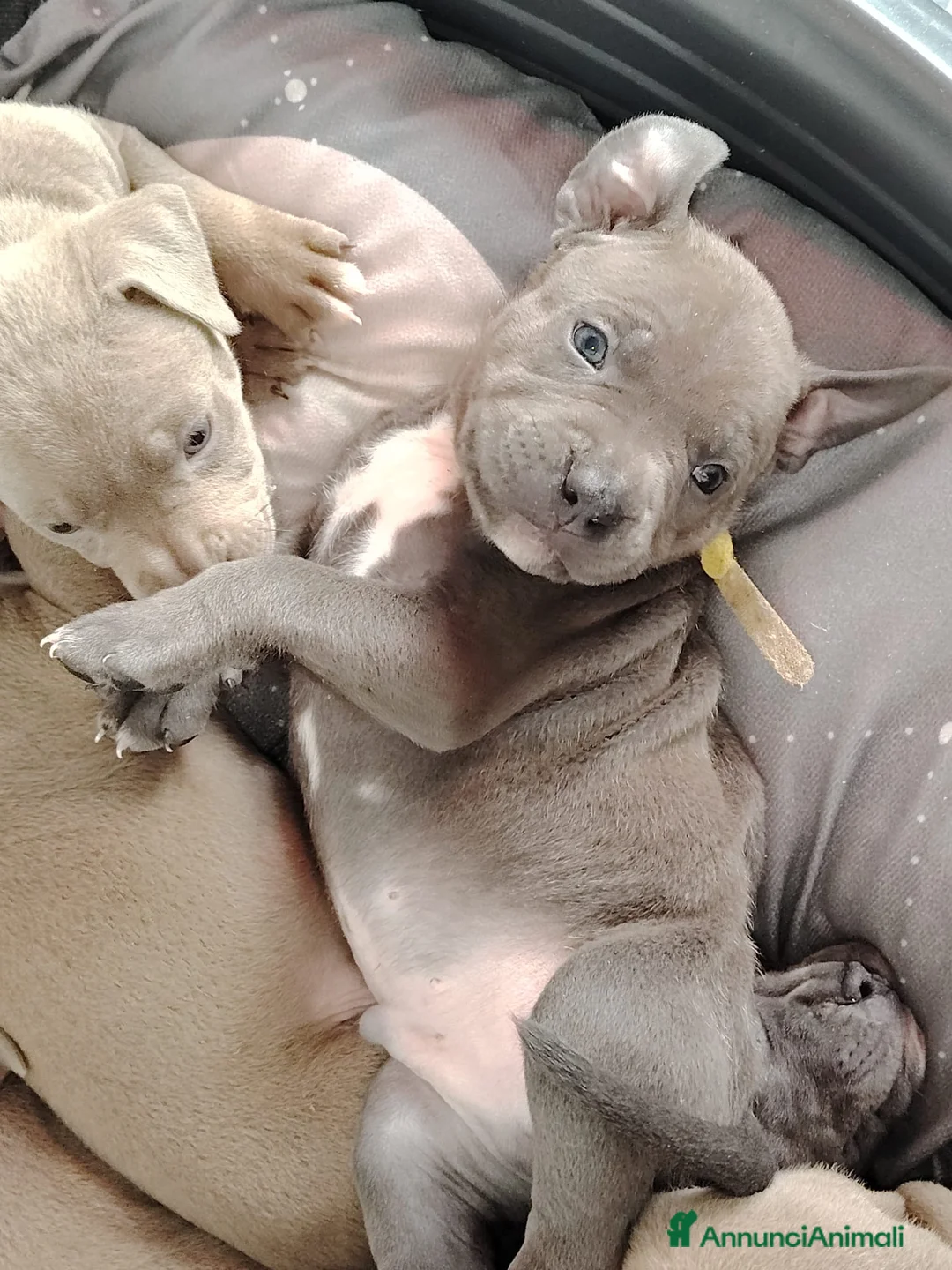 Pitbull cani in vendita: Meravigliosi e ricercati cuccioli di Pitbull - Annuncio 10