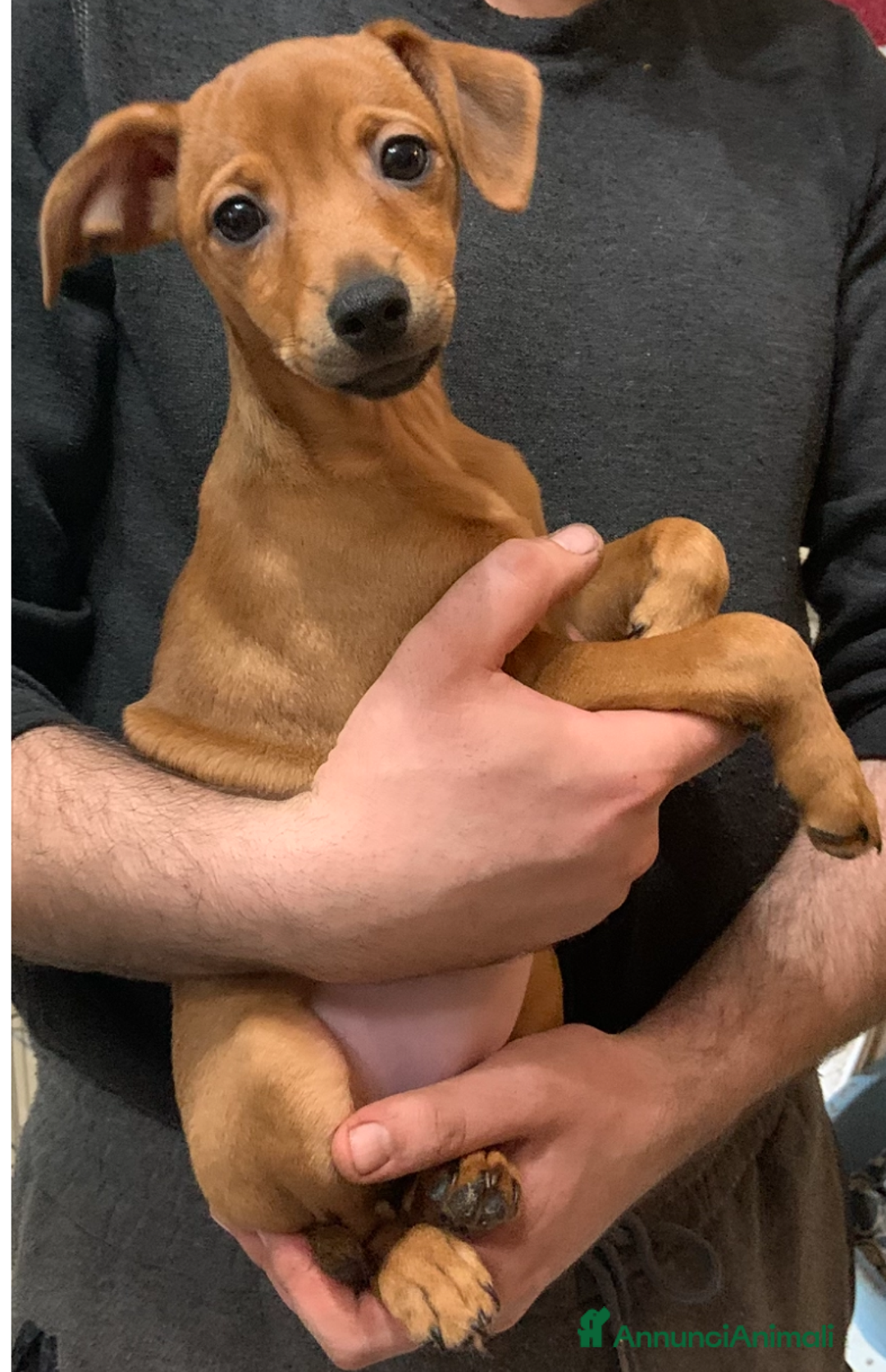 Pinscher Miniatura cani in vendita: CUCCIOLI PINSCHER NANO a Provincia di Viterbo - Immagine 4