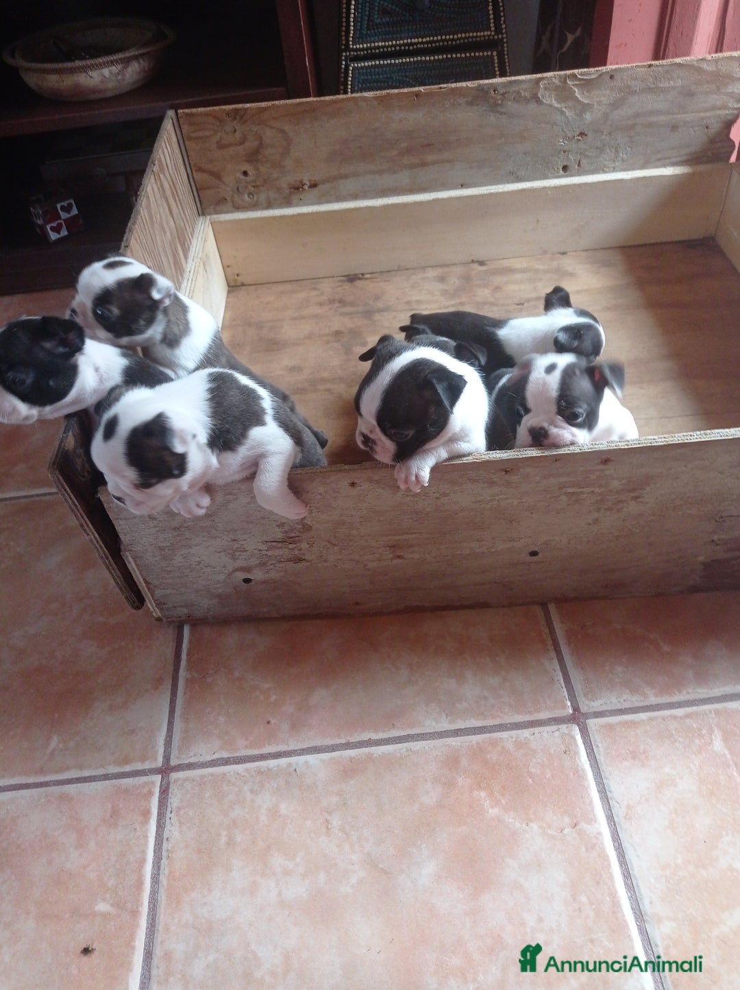 Boston Terrier cani in vendita: Vendita  - Annuncio 2