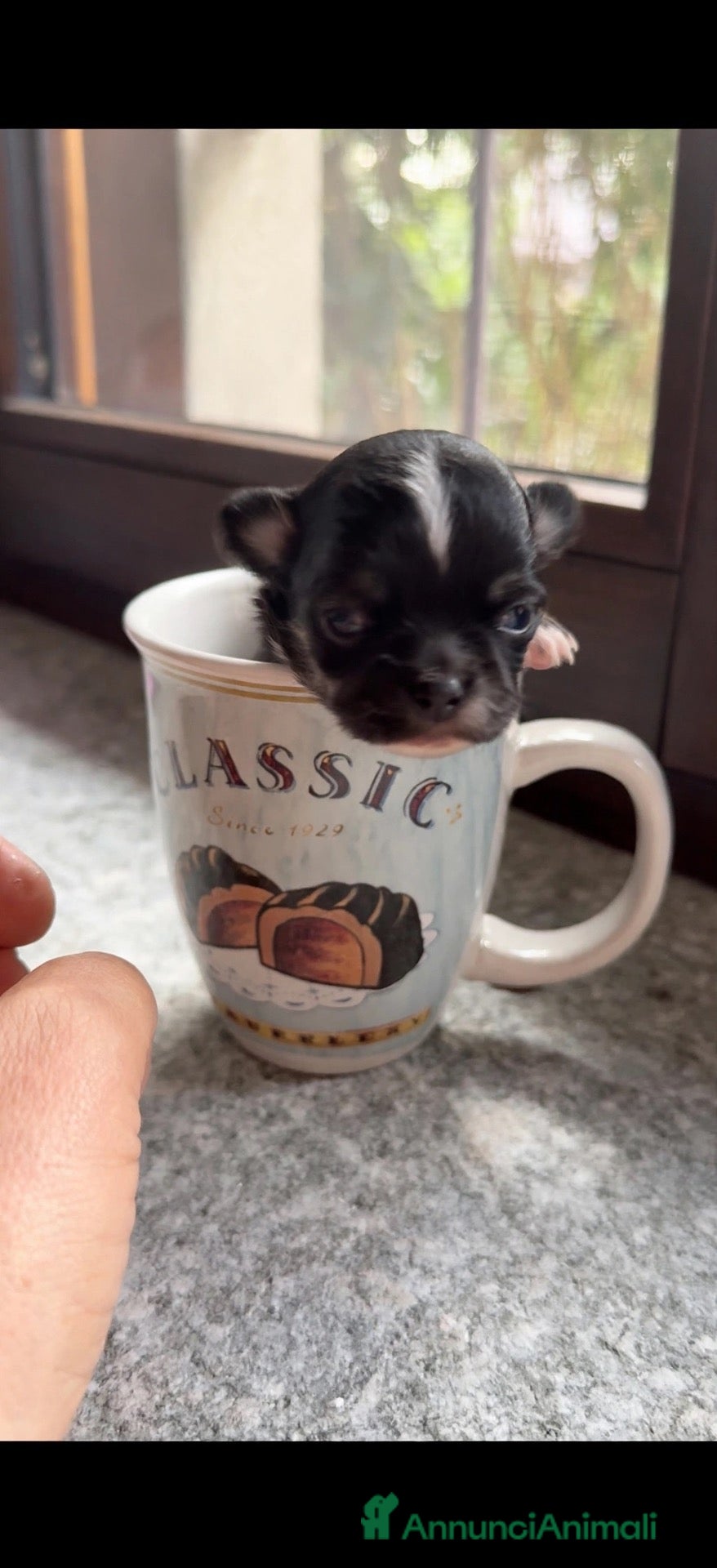 Chihuahua cani in vendita: Bellissima cucciola chiwawa tricolor tan - Annuncio 2
