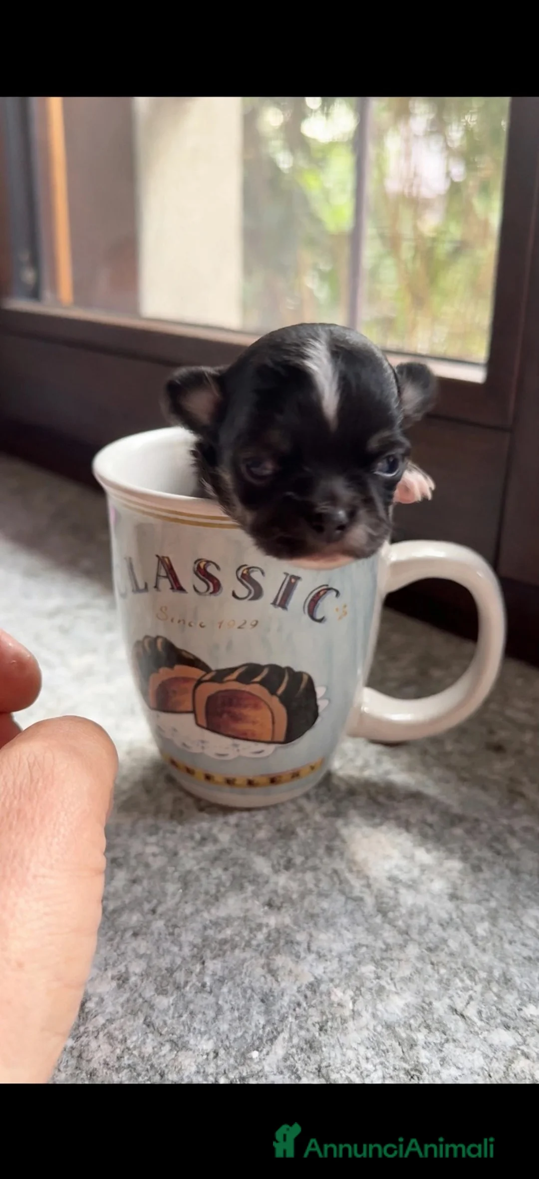Chihuahua cani in vendita: Bellissima cucciola chiwawa tricolor tan a Città Metropolitana di Torino - Annuncio 1