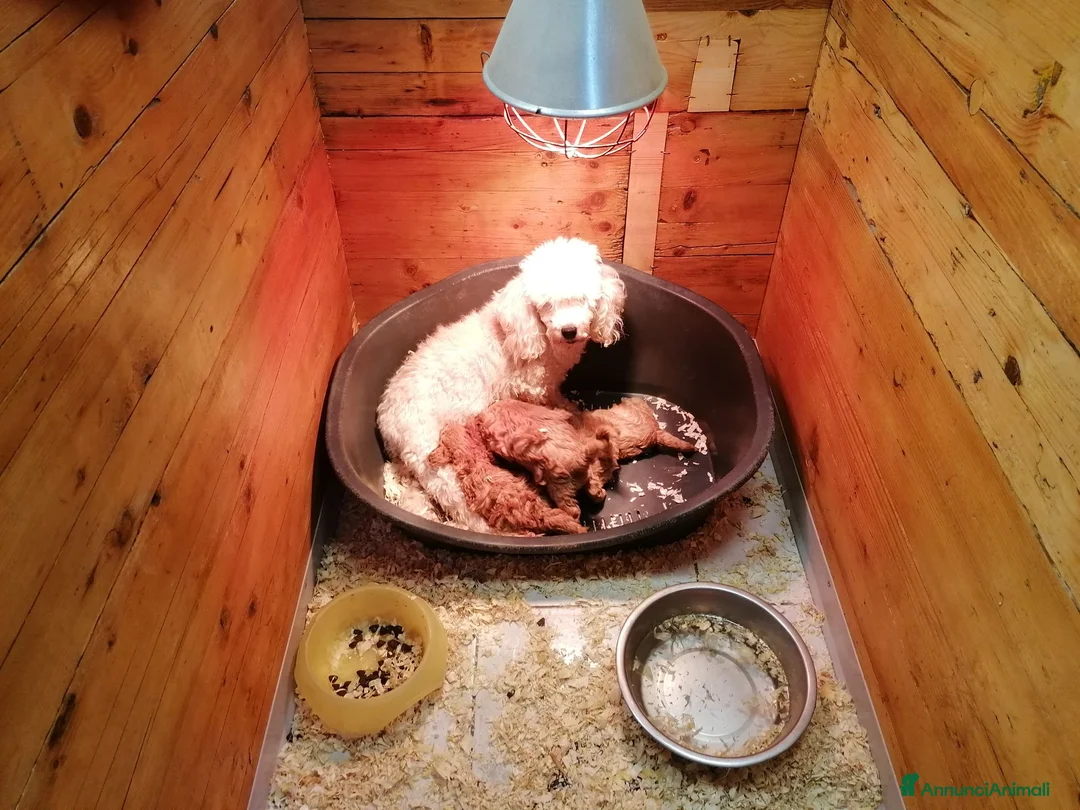 Maltipoo cani in vendita: Maltipoo F1B cuccioli - Annuncio 9