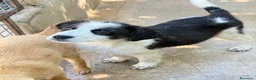 Meticcio cani in regalo: Cuccioli tg media a Provincia di Varese - Annuncio 4