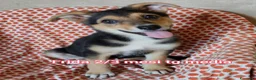 Meticcio cani in regalo: CUCCIOLI, URGENTE: TEMPO SCADUTO  a Provincia di Arezzo - Annuncio 2