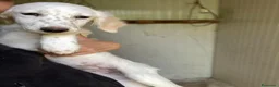 Setter Inglese cani in regalo: SPLENDIDI SIMIL SETTERINI - Annuncio 12