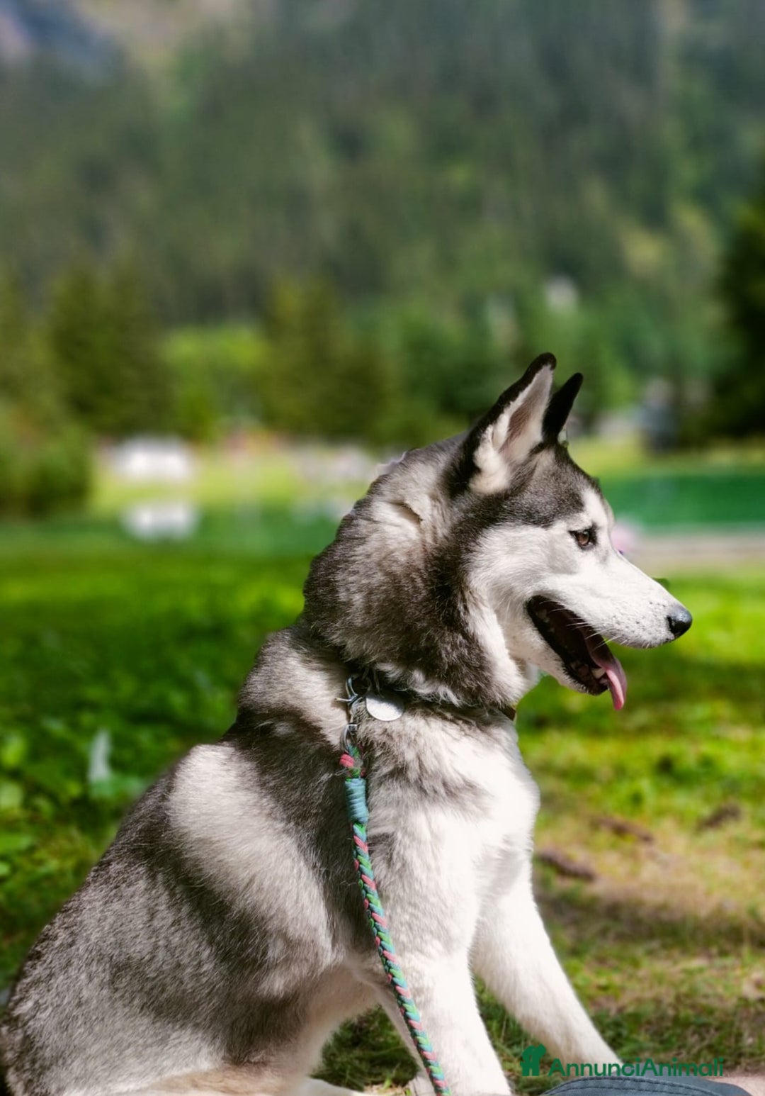 Husky cani in vendita: Cucciola Siberian Husky con pedigree - Annuncio 3