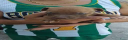 Pitbull cani in vendita: american pitbull a Città Metropolitana di Bari - Annuncio 2