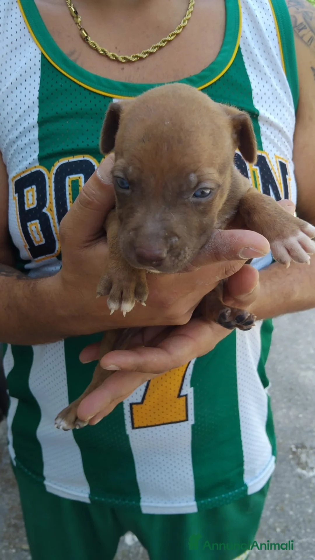 Pitbull cani in vendita: american pitbull a Città Metropolitana di Bari - Annuncio 2