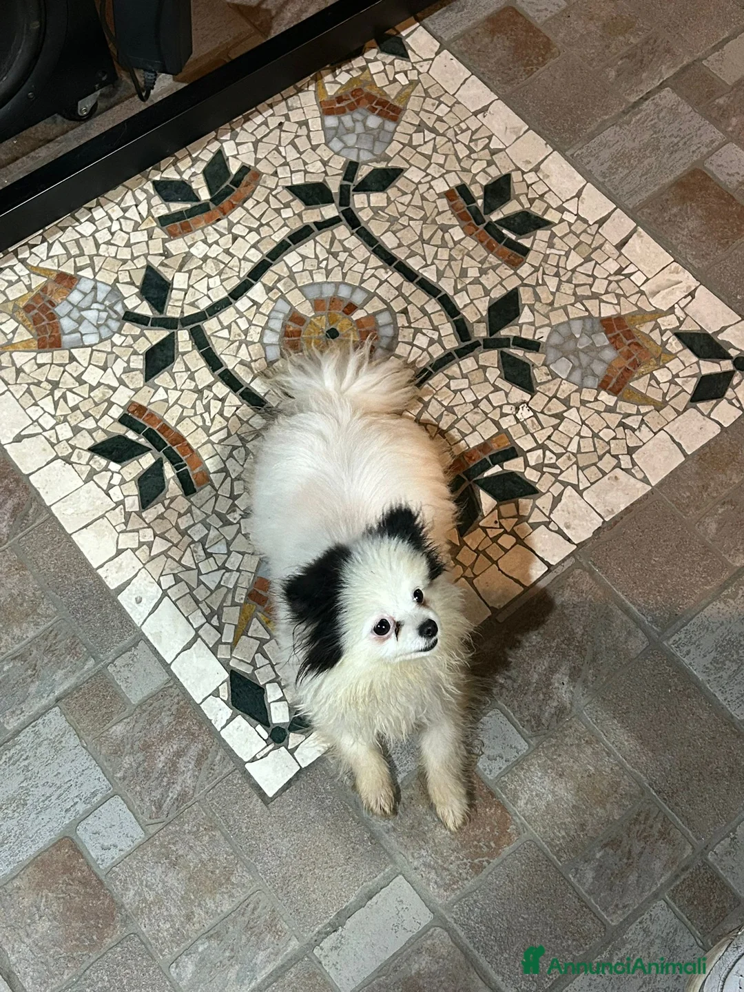 Spitz cani in vendita: SPITZ TEDESCO NANO PARTICOLOR - Annuncio 3