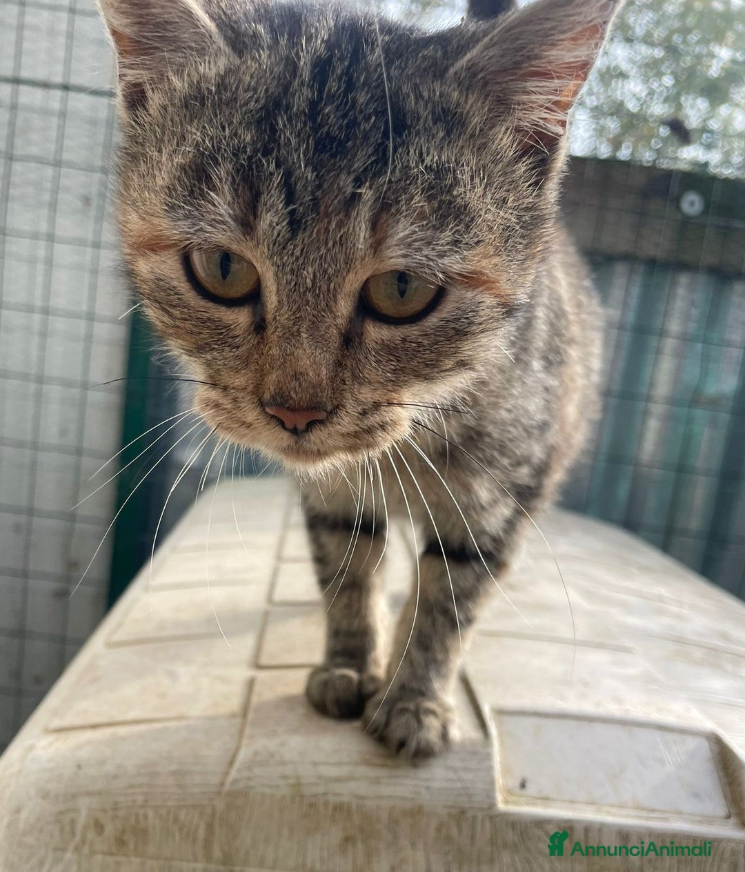 Meticcio gatti in regalo: LA DOLCE TIGRA - Annuncio 2