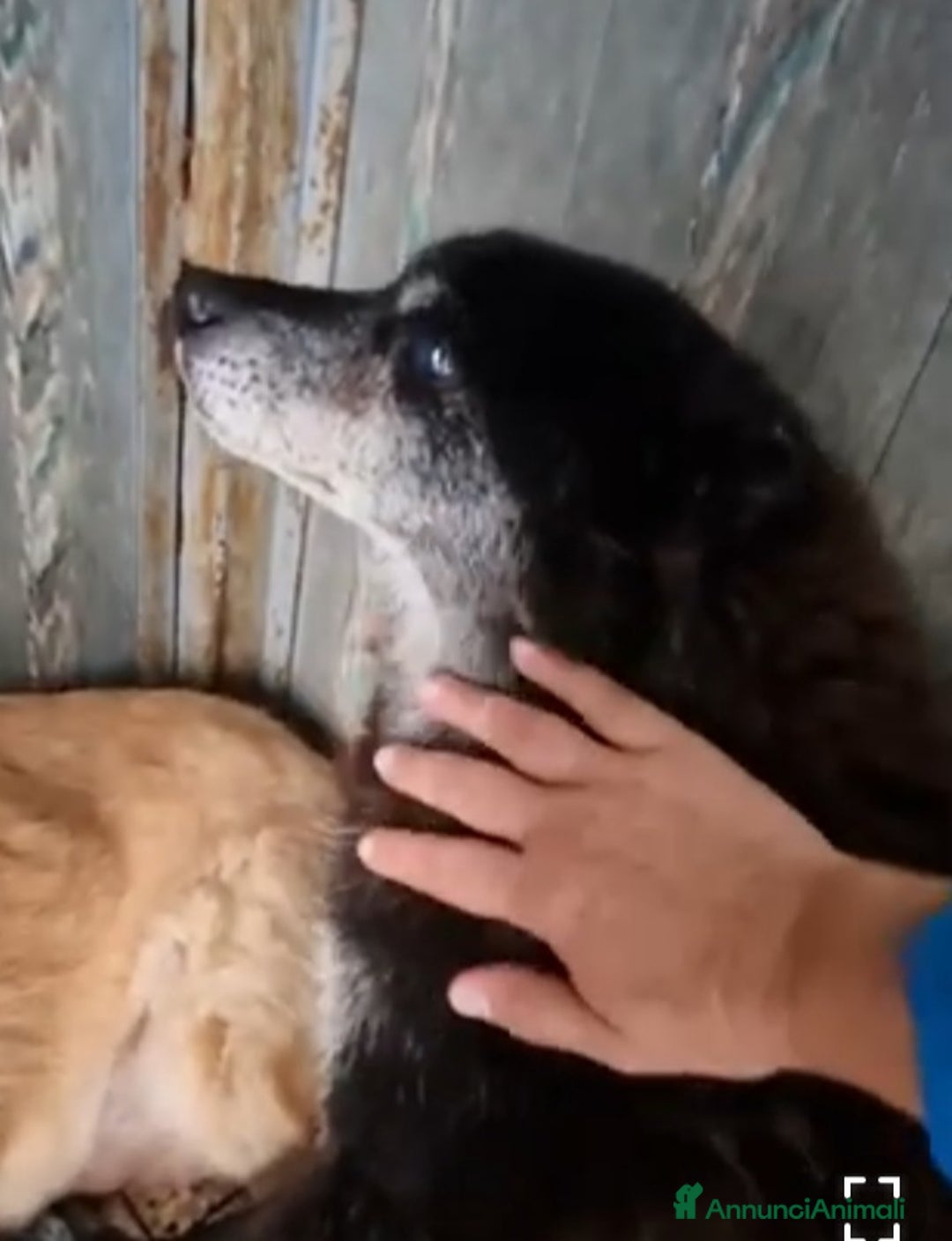 Meticcio cani in regalo: Skizzo 10anni TOGLIAMOLO DAL CANILE!! PUGLIA SOS - Annuncio 6