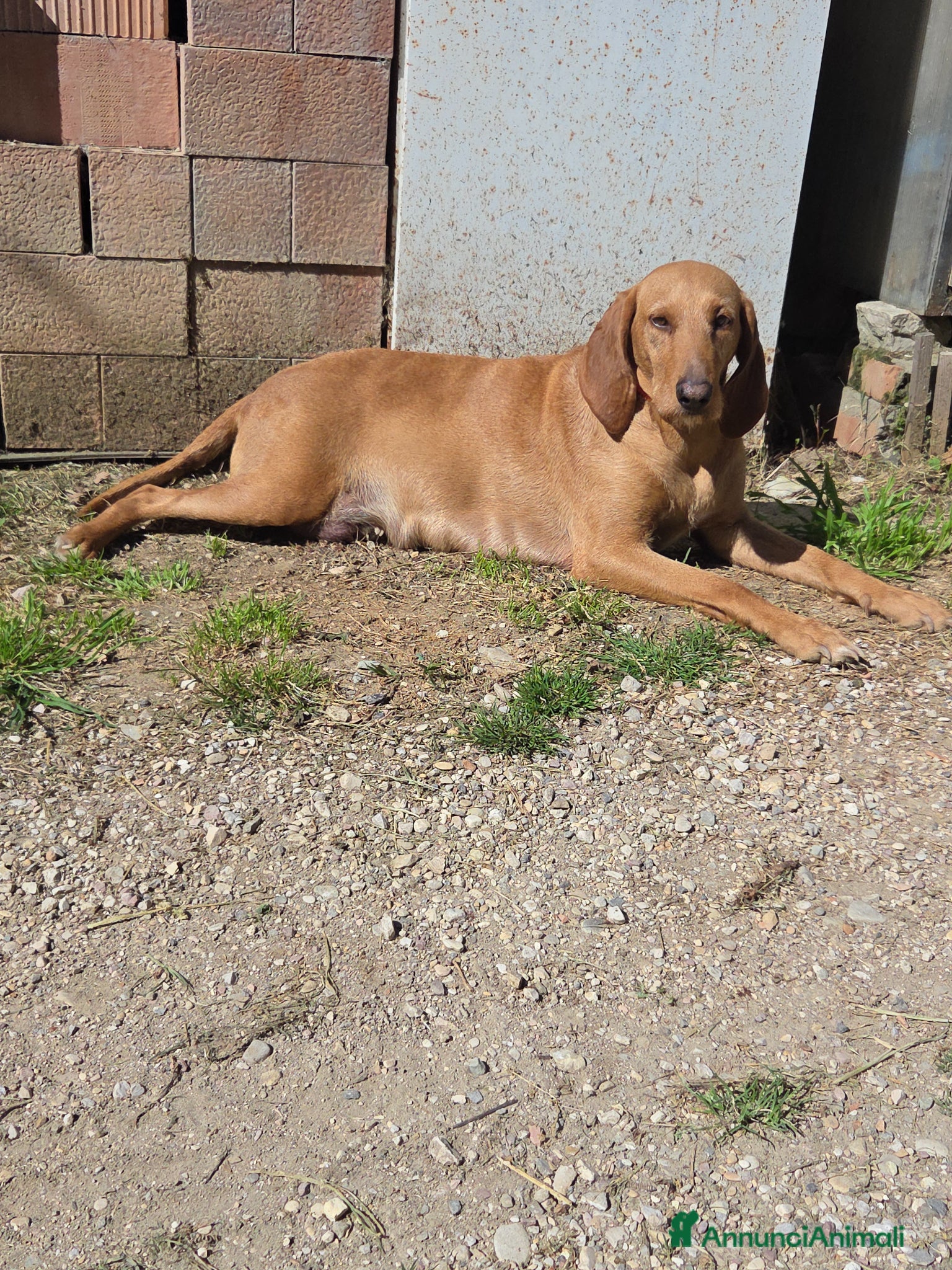 Segugio cani Cuccioli di segugio italiano - Annuncio 1
