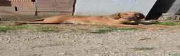 Segugio cani in vendita: Cuccioli di segugio italiano - Annuncio 1