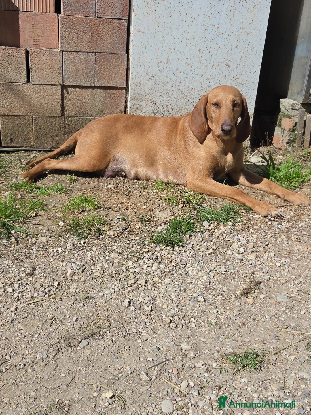 Segugio cani in vendita: Cuccioli di segugio italiano - Annuncio 1