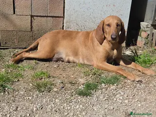 Segugio cani Cuccioli di segugio italiano - Annuncio 1