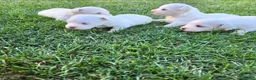 Maltese cani in vendita: Maltese  - Annuncio 2